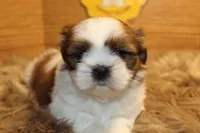 Bailey, a female Shih Tzu for sale in Baltimore, MD – Photo 7 of 10