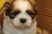 Bailey, a female Shih Tzu for sale in Baltimore, MD – Photo 3 of 10