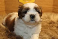 Bailey, a female Shih Tzu for sale in Baltimore, MD – Photo 4 of 10