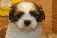 Bailey, a female Shih Tzu for sale in Baltimore, MD – Photo 5 of 10