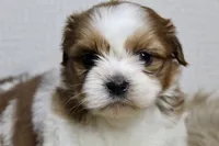 Niko, a male Shih Tzu for sale in Baltimore, MD – 4 of 9
