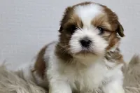 Niko, a male Shih Tzu for sale in Baltimore, MD – 9 of 9