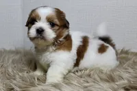 Niko, a male Shih Tzu for sale in Baltimore, MD – 7 of 9