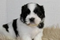 Dot, a female Shih Tzu for sale in Baltimore, MD – 6 of 8