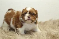 Lucy, a female Shih Tzu for sale in Baltimore, MD – 8 of 10
