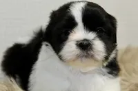 Panda, a male Shih Tzu for sale in Baltimore, MD – 4 of 7
