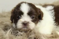 Nano, a male Shih Tzu for sale in Baltimore, MD – 9 of 9