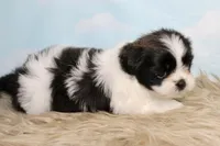 Babs, a female Shih Tzu for sale in Baltimore, MD – Photo 2 of 9