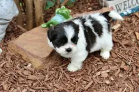 Babs, a female Shih Tzu for sale in Baltimore, MD – Photo 9 of 9