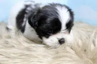 Babs, a female Shih Tzu for sale in Baltimore, MD – Photo 3 of 9