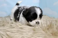 Babs, a female Shih Tzu for sale in Baltimore, MD – Photo 8 of 9