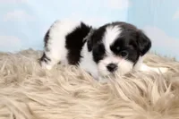 Babs, a female Shih Tzu for sale in Baltimore, MD – Photo 1 of 9