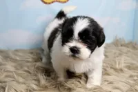 Babs, a female Shih Tzu for sale in Baltimore, MD – Photo 6 of 9