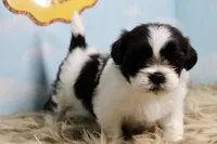 Babs, a female Shih Tzu for sale in Baltimore, MD – Photo 5 of 9