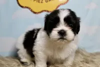 Babs, a female Shih Tzu for sale in Baltimore, MD – Photo 7 of 9