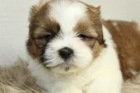 Cupcake, a female Shih Tzu for sale in Baltimore, MD – 2 of 8