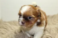 Lucy, a female Shih Tzu for sale in Baltimore, MD – 6 of 10