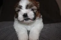 Lucy, a female Shih Tzu for sale in Baltimore, MD – Photo 3 of 7