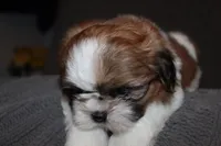 Lucy, a female Shih Tzu for sale in Baltimore, MD – Photo 7 of 7