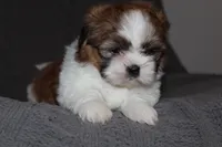 Lucy, a female Shih Tzu for sale in Baltimore, MD – Photo 5 of 7