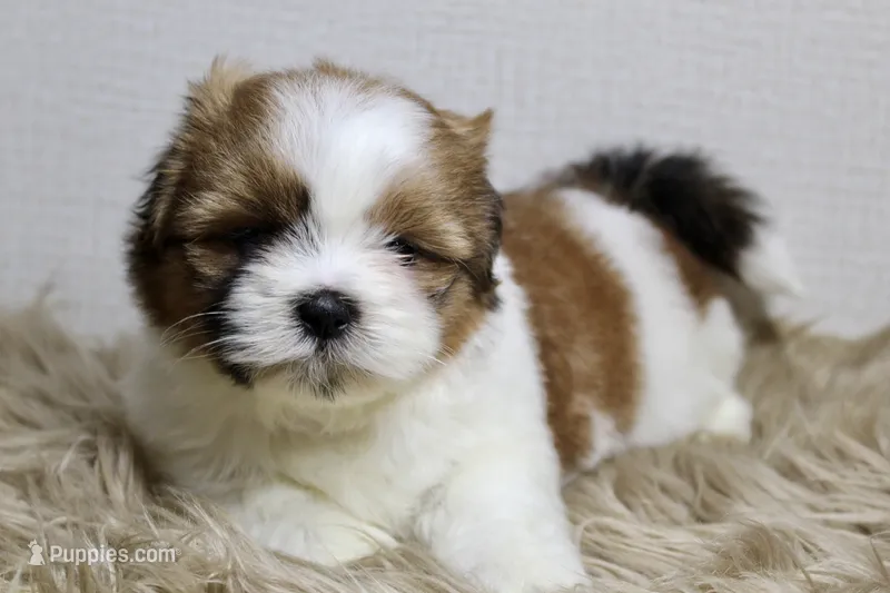 Cupcake – Shih Tzu puppy for sale in Baltimore, MD