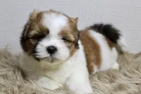 Cupcake, a female Shih Tzu for sale in Baltimore, MD – 1 of 8