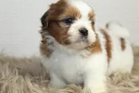 Niko, a male Shih Tzu for sale in Baltimore, MD – 8 of 9