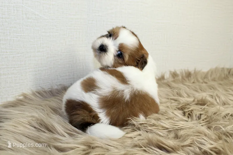 Niko – Shih Tzu puppy for sale in Baltimore, MD