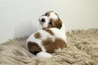 Niko, a male Shih Tzu for sale in Baltimore, MD – 3 of 9