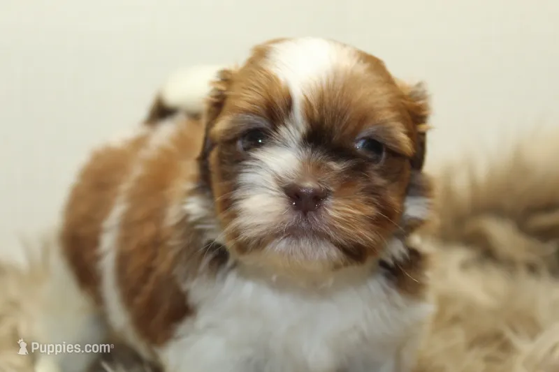 Lucy – Shih Tzu puppy for sale in Baltimore, MD