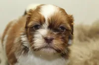 Lucy, a female Shih Tzu for sale in Baltimore, MD – 2 of 10