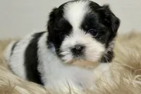Dot, a female Shih Tzu for sale in Baltimore, MD – 2 of 8