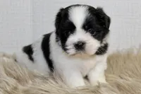 Dot, a female Shih Tzu for sale in Baltimore, MD – 7 of 8