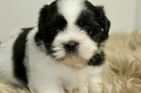 Dot, a female Shih Tzu for sale in Baltimore, MD – 8 of 8