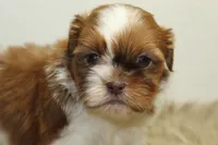Lucy, a female Shih Tzu for sale in Baltimore, MD – 10 of 10