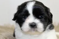 Panda, a male Shih Tzu for sale in Baltimore, MD – 6 of 7