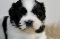 Dot, a female Shih Tzu for sale in Baltimore, MD – 5 of 8