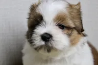 Cupcake, a female Shih Tzu for sale in Baltimore, MD – 5 of 8