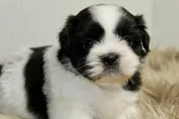 Dot, a female Shih Tzu for sale in Baltimore, MD – 4 of 8