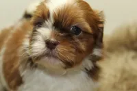 Lucy, a female Shih Tzu for sale in Baltimore, MD – 4 of 10