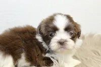Nano, a male Shih Tzu for sale in Baltimore, MD – 2 of 9