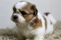 Niko, a male Shih Tzu for sale in Baltimore, MD – 6 of 9