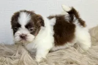 Nano, a male Shih Tzu for sale in Baltimore, MD – 4 of 9