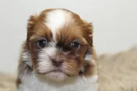 Lucy, a female Shih Tzu for sale in Baltimore, MD – 5 of 10