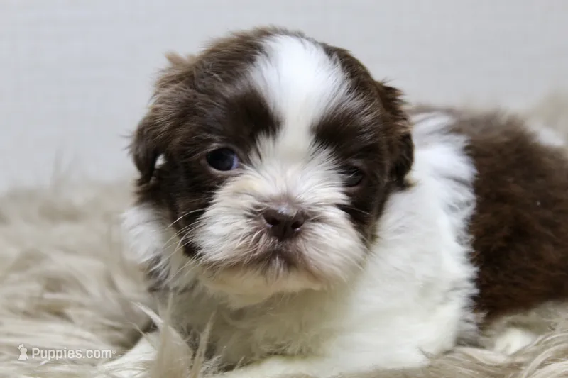 Nano – Shih Tzu puppy for sale in Baltimore, MD