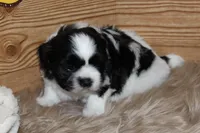 Benson, a male Shih Tzu for sale in Baltimore, MD – Photo 5 of 8