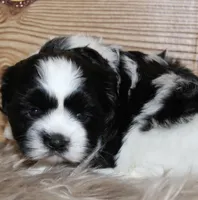 Benson, a male Shih Tzu for sale in Baltimore, MD – Photo 2 of 8