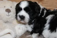 Benson, a male Shih Tzu for sale in Baltimore, MD – Photo 6 of 8