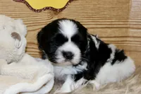 Benson, a male Shih Tzu for sale in Baltimore, MD – Photo 4 of 8