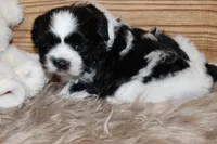 Benson, a male Shih Tzu for sale in Baltimore, MD – Photo 7 of 8